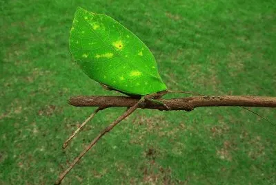 Bicho Folha jigsaw puzzle