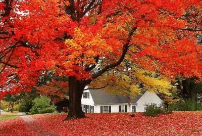 paisaje jigsaw puzzle
