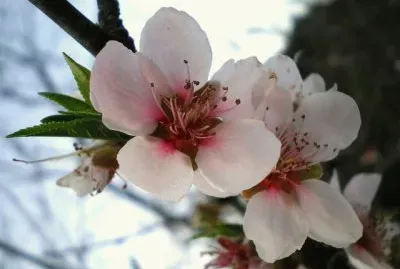 Flor de pessegueiro