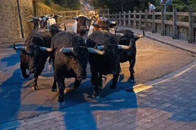 פאזל של TOROS CAMPO