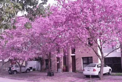 jacaranda