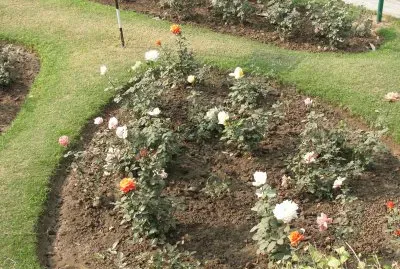 פאזל של flowers 2