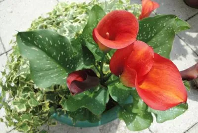 פאזל של Blumen