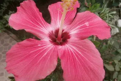 HIBISCO
