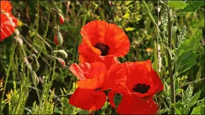 פאזל של amapolas