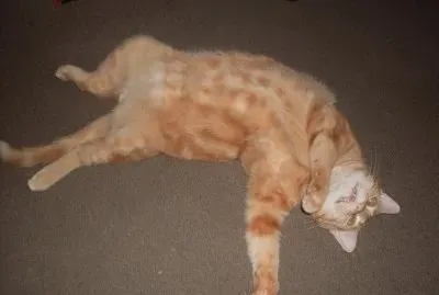 the same cute little misty,  9 years on