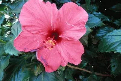 Nice flower
