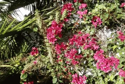 flowers in the sun