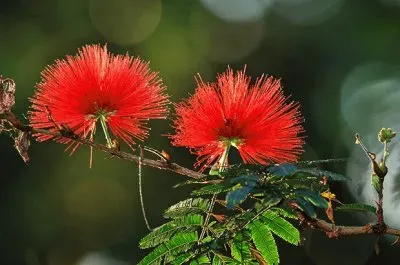 Caliandra jigsaw puzzle