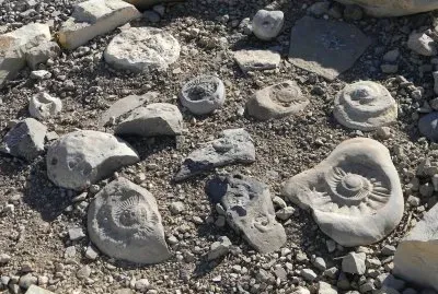 Amonites en Caverna de las Brujas. Mendoza. Argentina