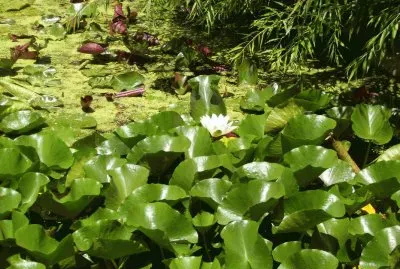 vg (8) jigsaw puzzle