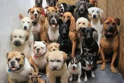 ×›×œ×‘×™×