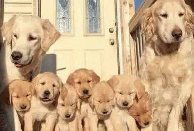 Dogs