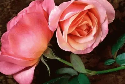 rosa jigsaw puzzle