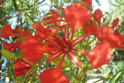 פאזל של En Puerto IguazÃº. Misiones. Argentina