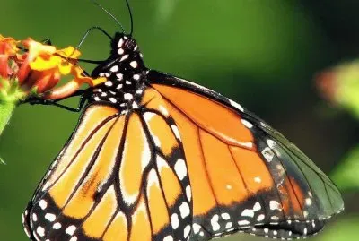 butterfly