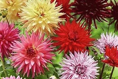 Dahlia 's