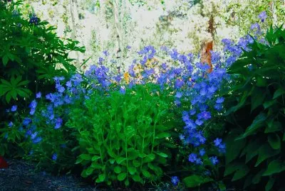 Garden Set Abouts and flowers