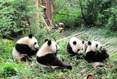 chengdu research base