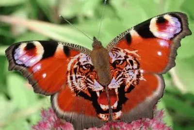 mariposas