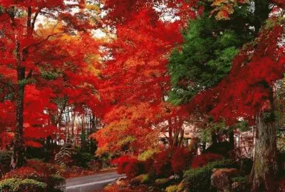 OtoÃ±o en JapÃ³n
