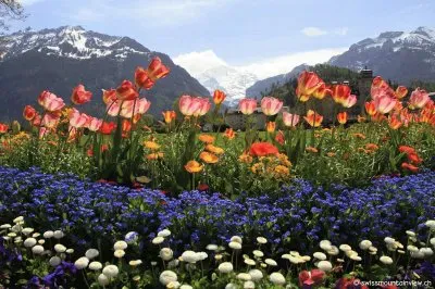 NATUREZA jigsaw puzzle