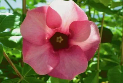 flora