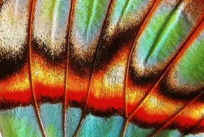 Butterfly Wing