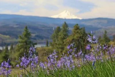 NATUREZA