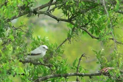 monjita blanca jigsaw puzzle