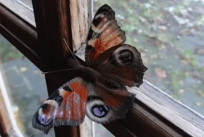mariposa