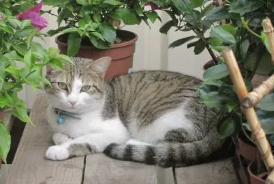 cascabel