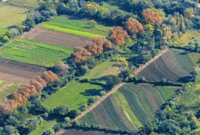 Pomancillo. Catamarca. Argentina