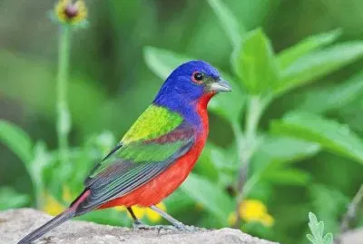 pajaros