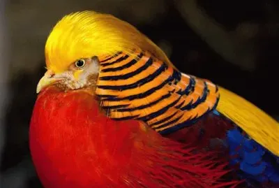 pajaros
