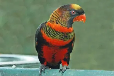 pajaros