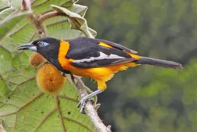 pajaros jigsaw puzzle