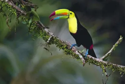 pajaros jigsaw puzzle