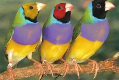 pajaros jigsaw puzzle