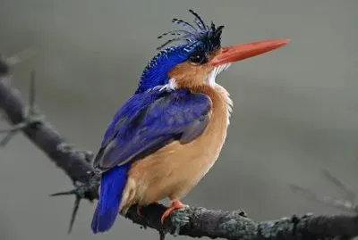 pajaros jigsaw puzzle