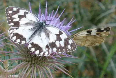 mariposas