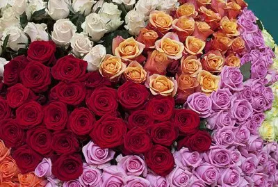 Beautiful Roses
