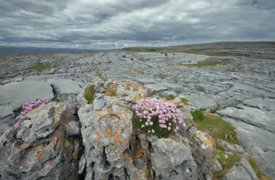 NATUREZA jigsaw puzzle