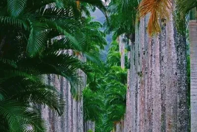 Jardim BotÃ¡nico RJ.