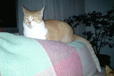 Gato dorminhoco