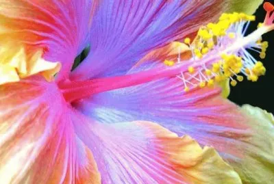 Hibiscus