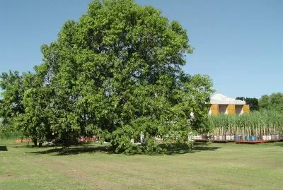 En Colonia Santa Rosa. Salta. Argentina jigsaw puzzle