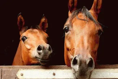 Cavalos 12