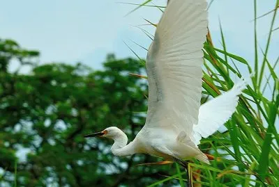 garza