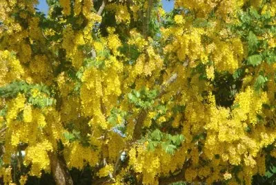 acacia